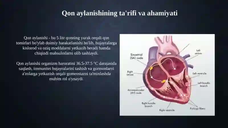 Qon aylanishning ahamiyati yurak tuzilishi 3