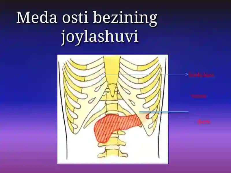 MEDA OSTI BEZI ENDOKRIN 3