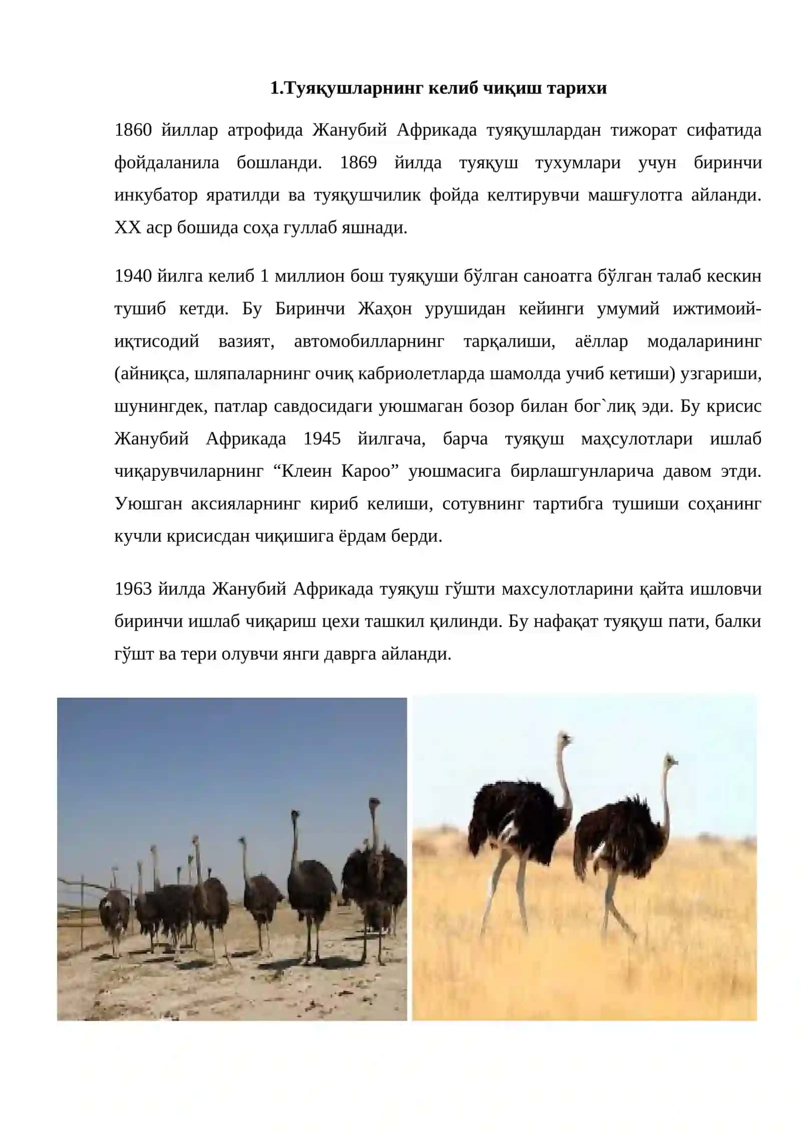 Туяқуш Боқиш ва Кўпайтириш Усуллари 3