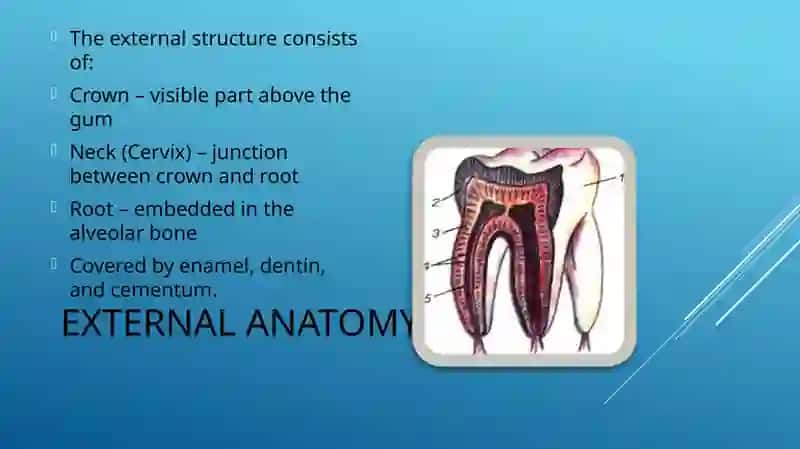 TOOTH ANATOMY 3