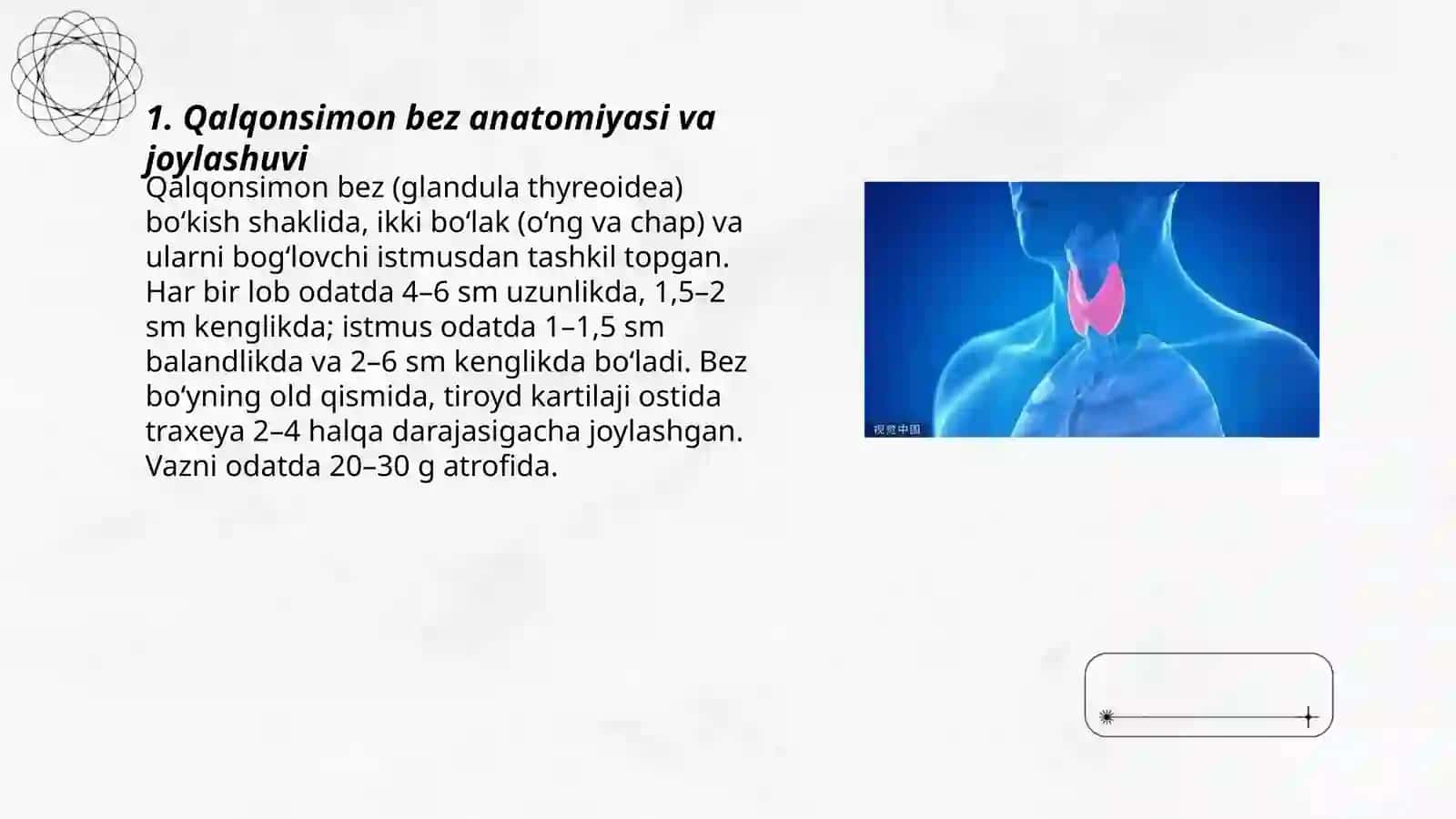 Qalqonsimon bez anatomiyasi va joylashuvi 3