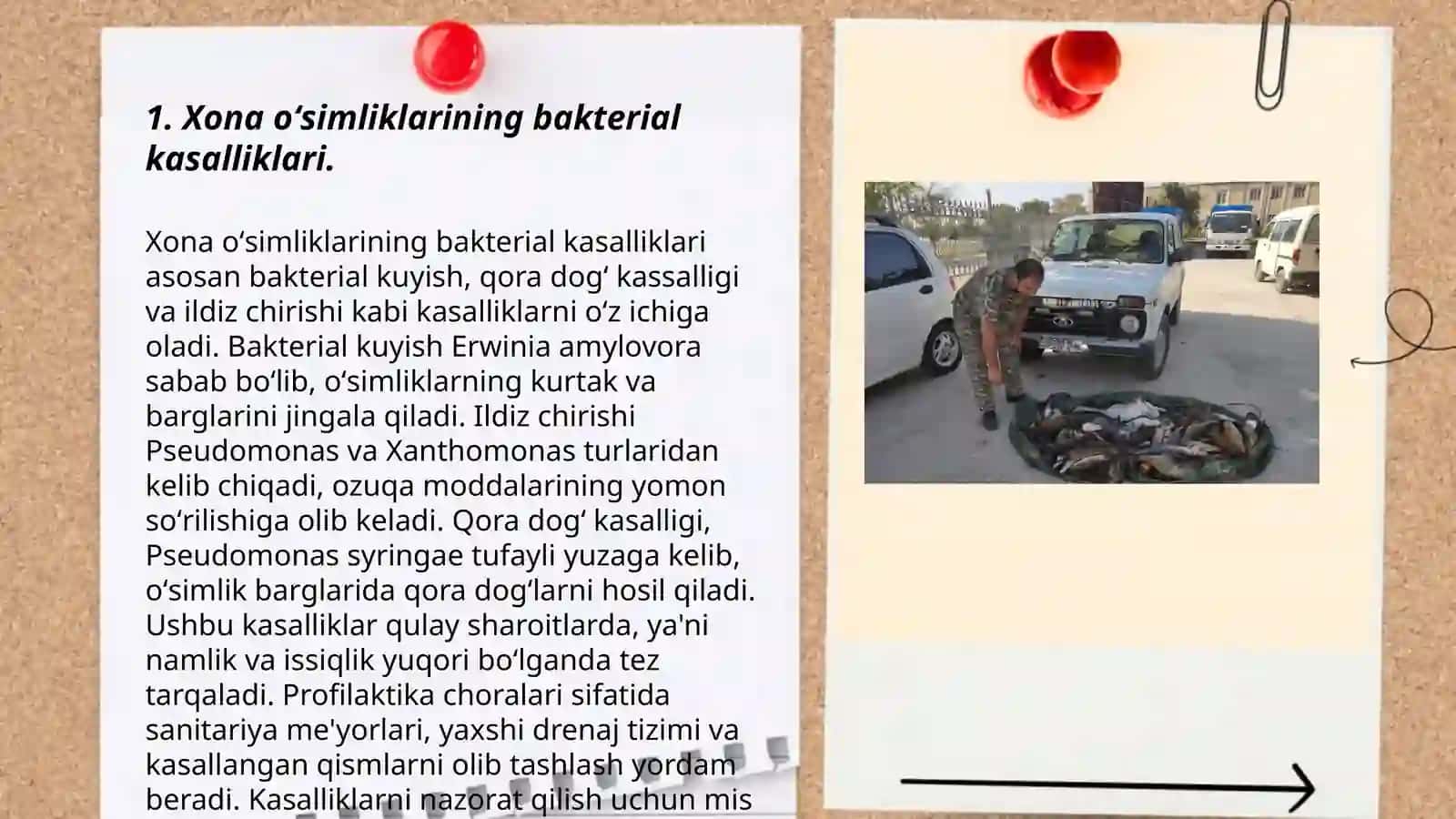 Xona òsimliklarida uchraydigan kasalliklarga qarshi kurashish 3
