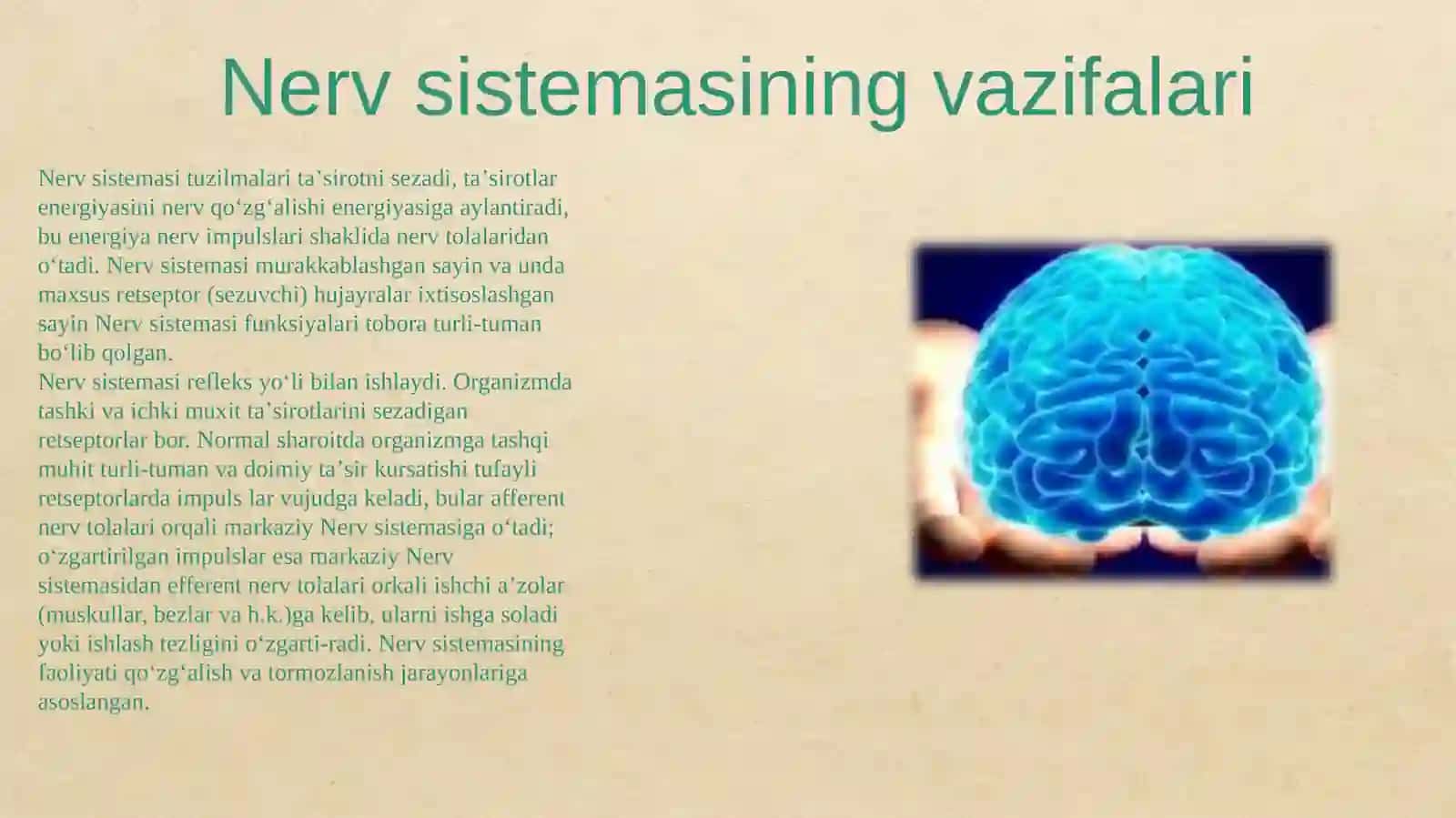 Nerv sistemasining tuzilishi 3
