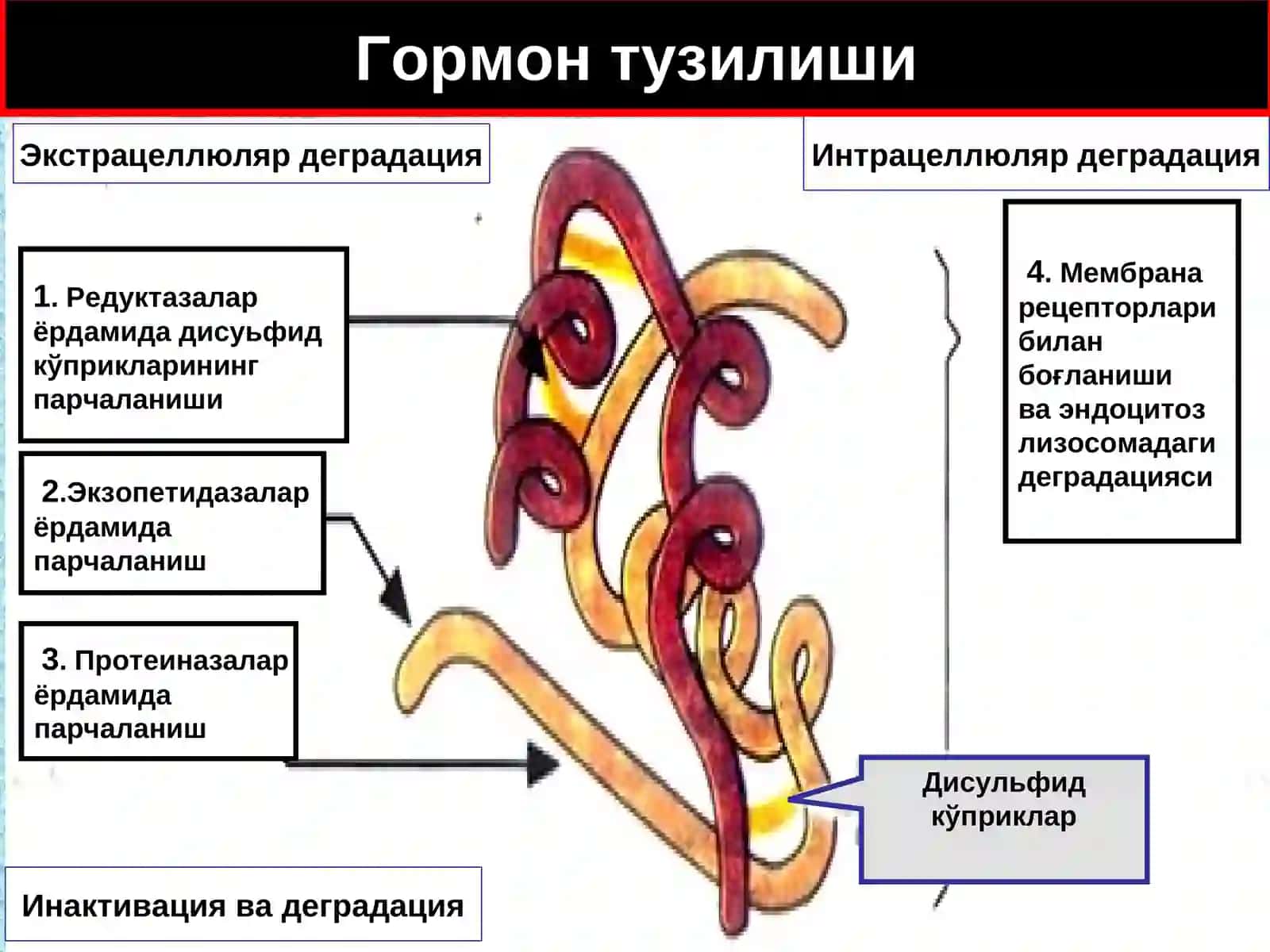 Эндокрин тизим патофизиологияси 3