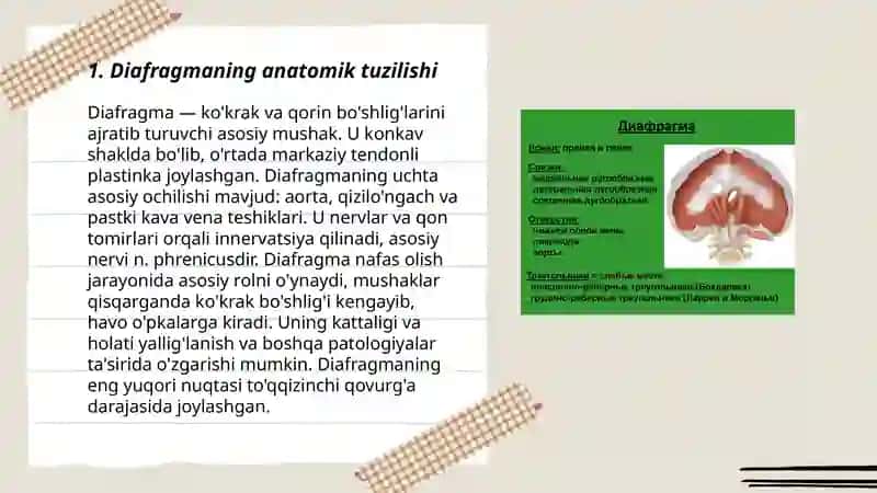 Diafragma 3