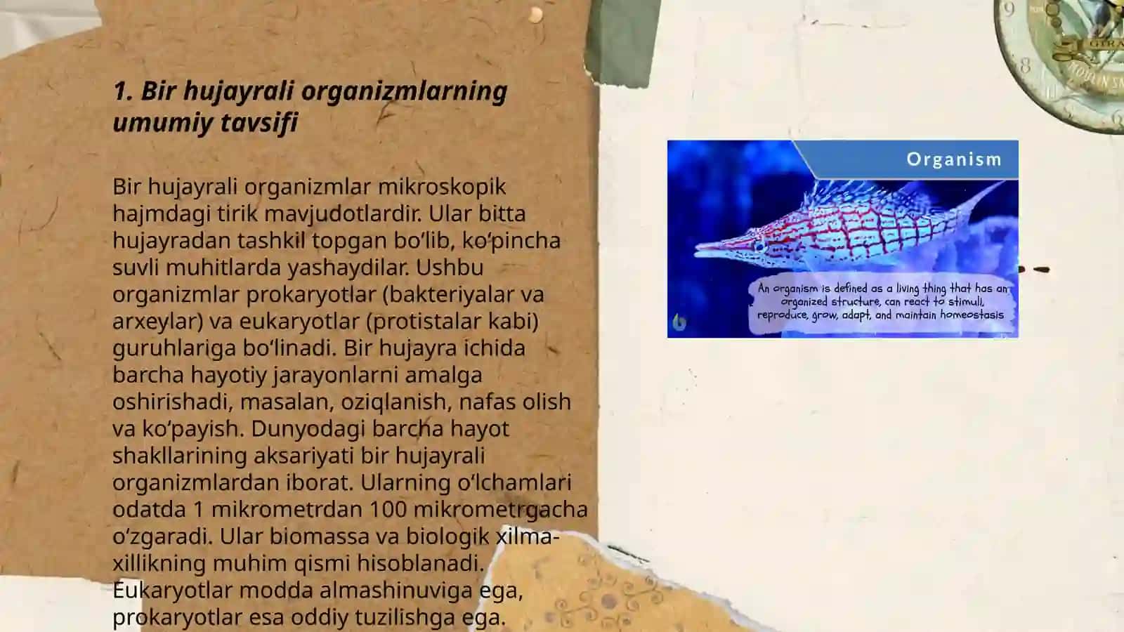 Bir hujayrali organizmlar hayvonot olam sistemasi 3