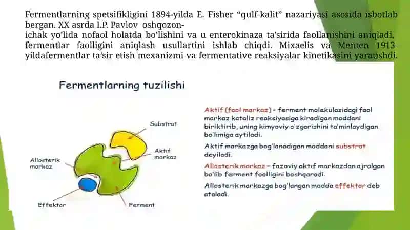 Fermentlar va ularning boshqarilishi 3