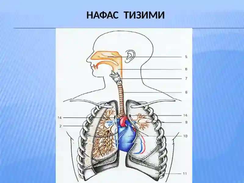 Ўпка ва плевра бўшлиғининг ўткир хирургик касалликлари.Ўпка абсцесси, ўпка гангренаси, плевра эмпиемаси 3