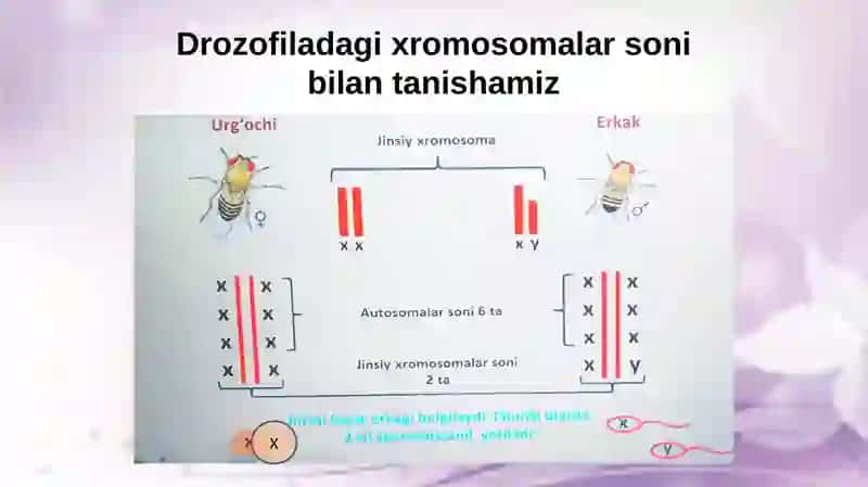 Xromosomalar va Jinsiy Urug'lanish 3