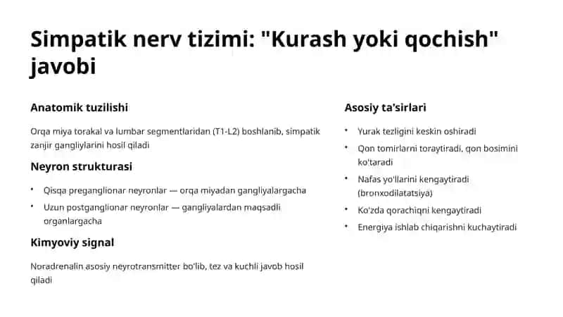 Vegetativ nerv tizimi 3