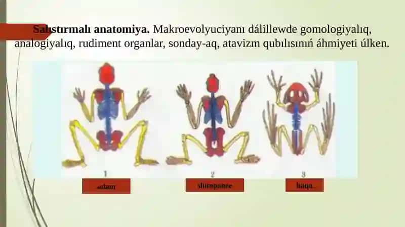 10-KLASS BIOLOGIYA47§. 204-bet 3