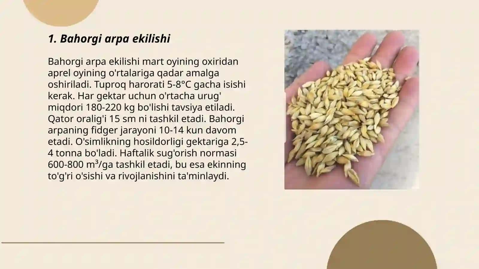 Bahorgi arpa 3