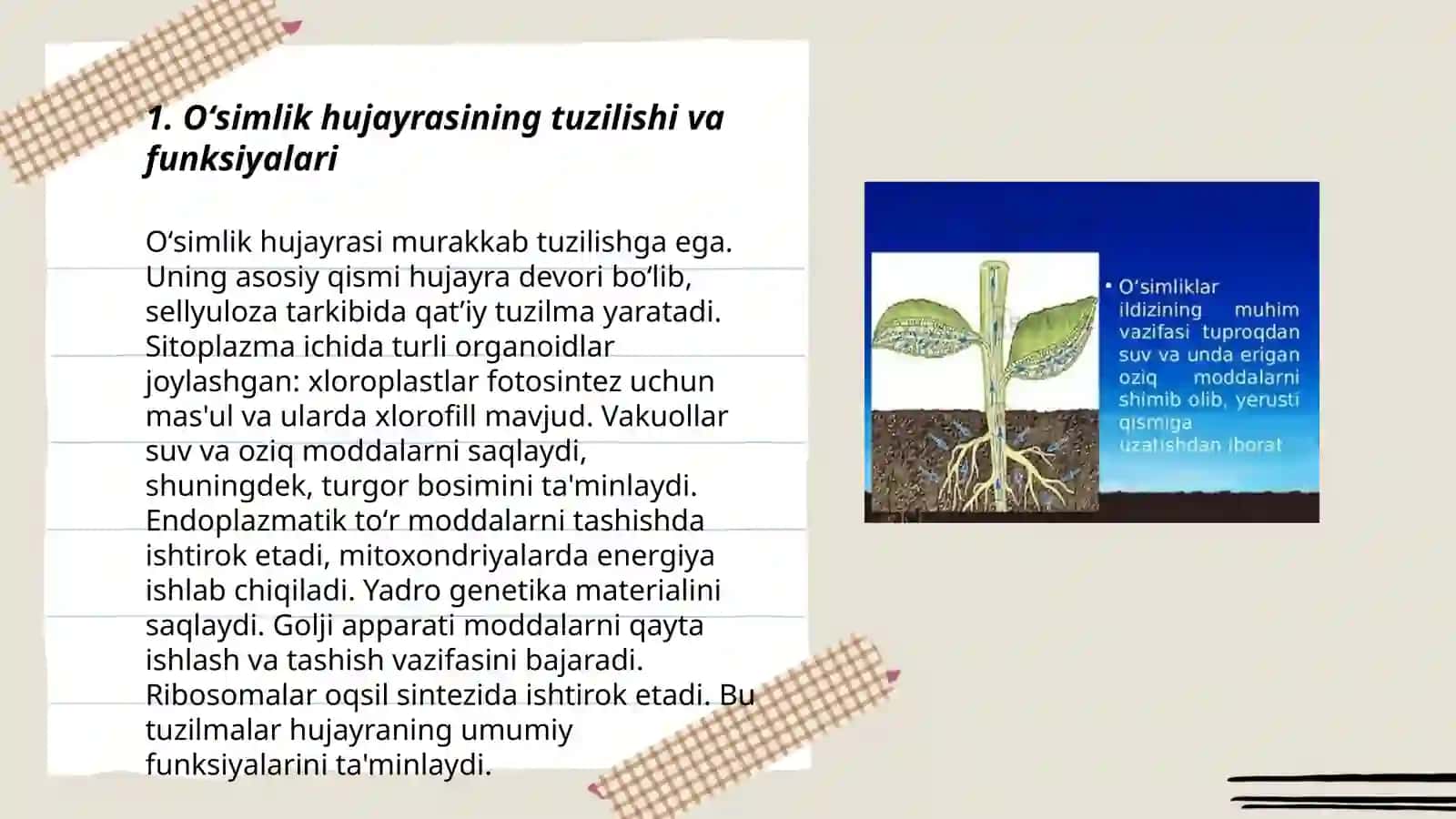 Oʻsimliklar anatomiyasi.Fiziologiyasi.Oʻsimliklarning boʻlimlari va hayotiy shakllari 3