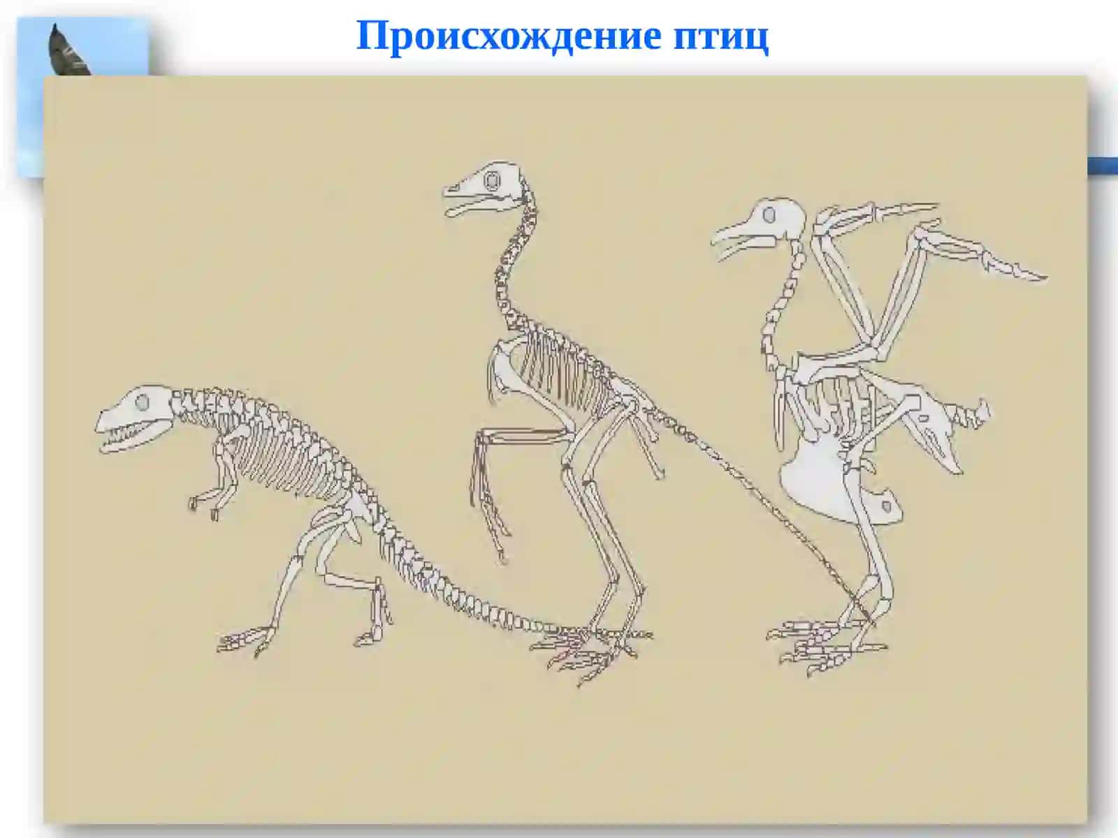 КЛАСС ПТИЦ 3