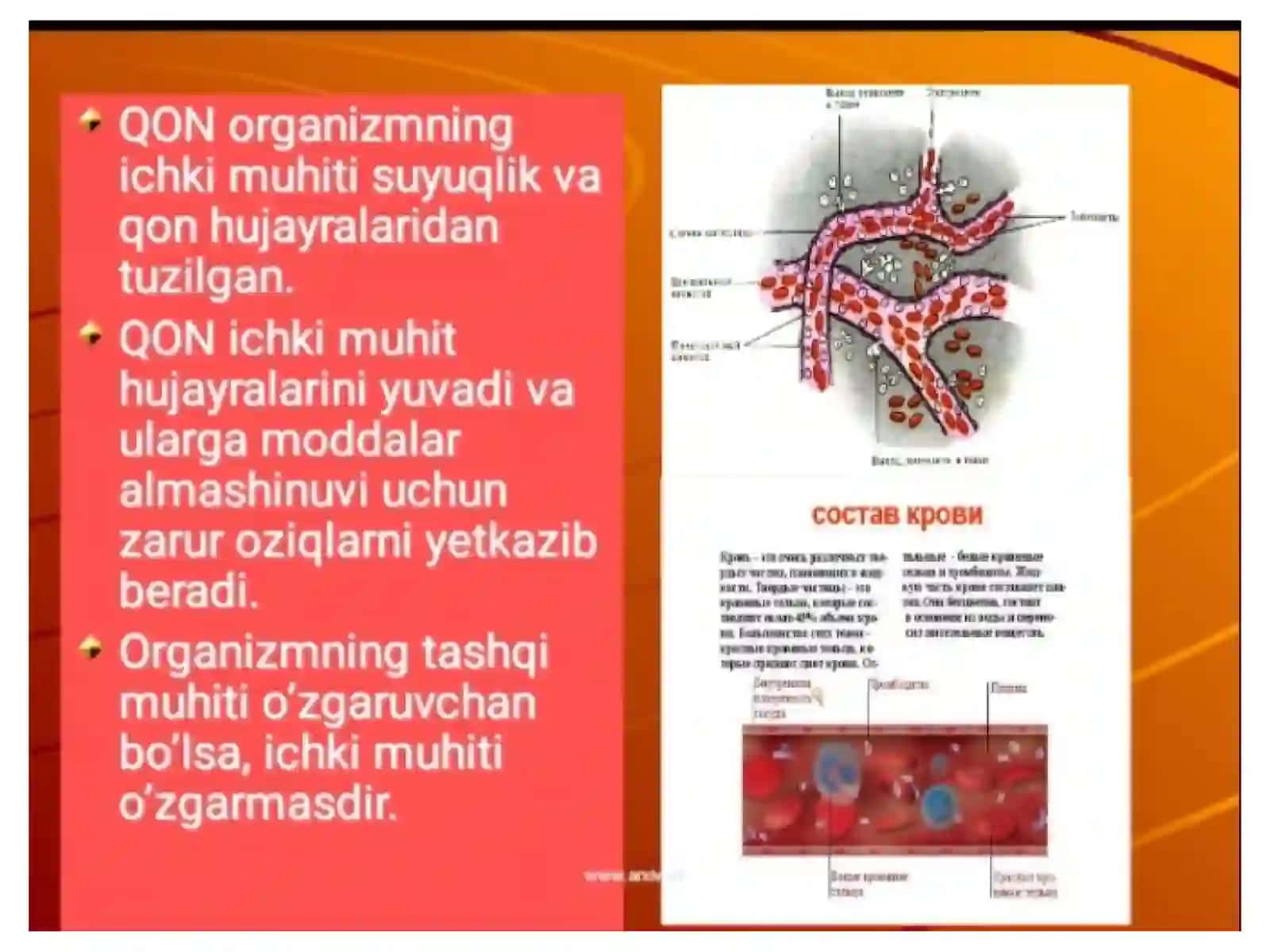 Qonfiziologiyasi 3