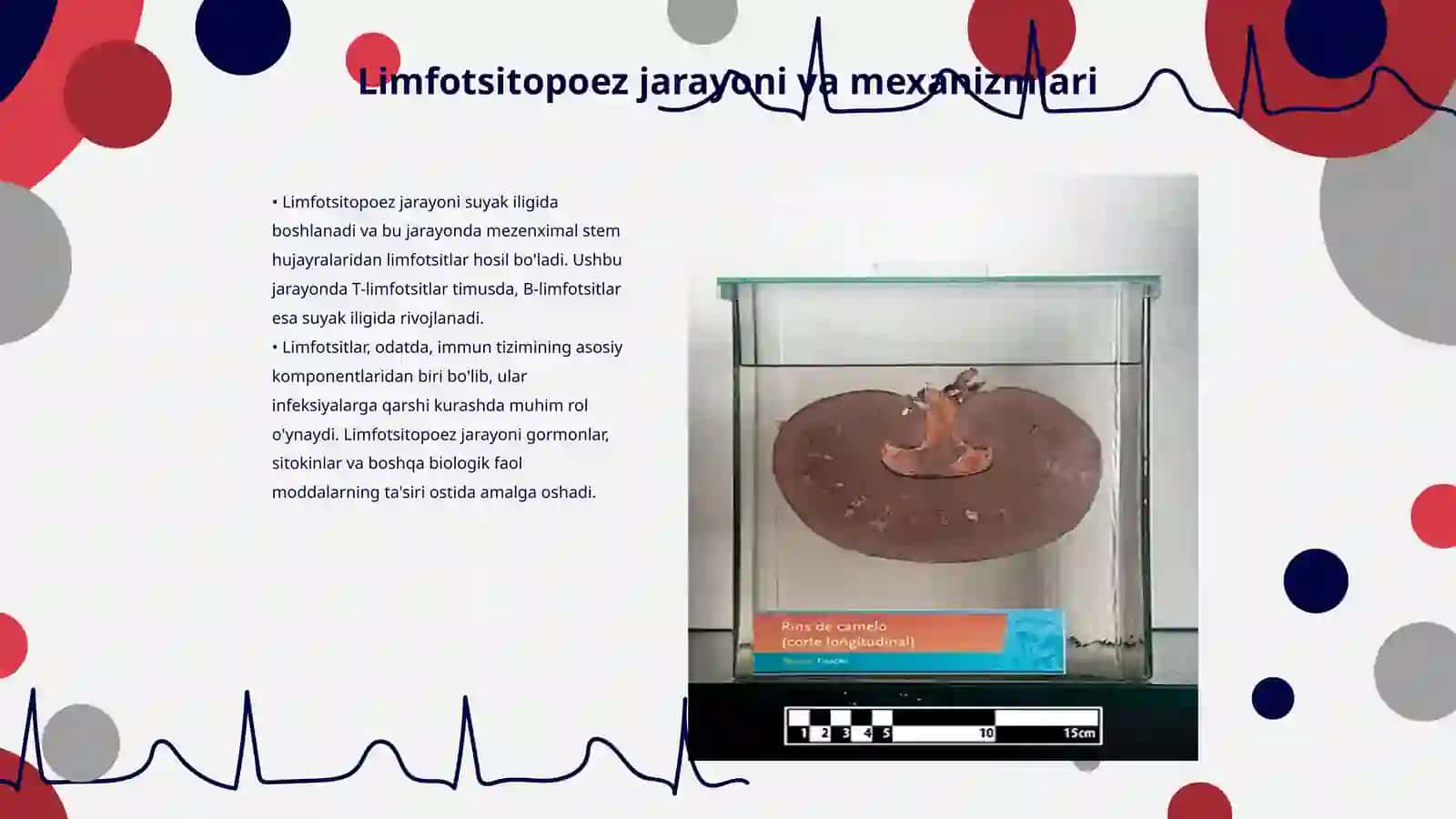 Limfotsitopoezning xususiyatlari 3