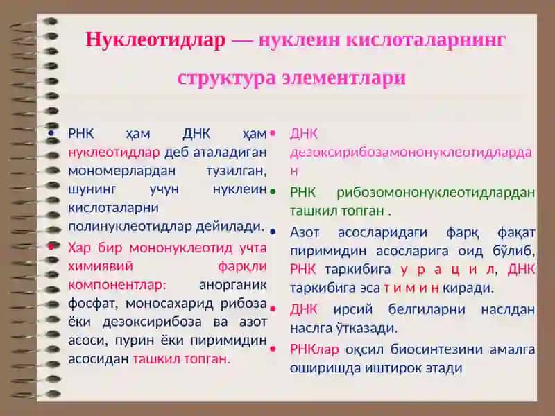 Нуклеин кислоталар 3