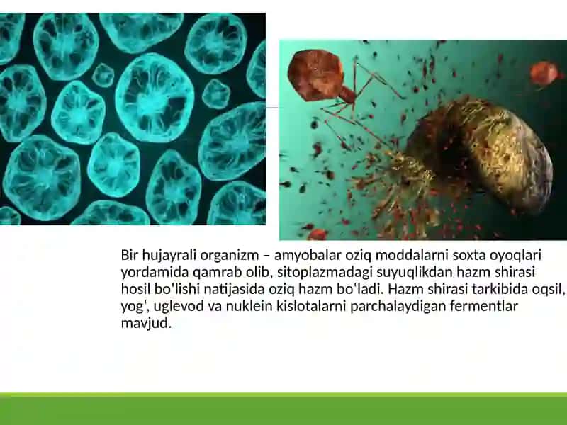 Hayvonlarning hazm qilish organlari evolutsiyasi 3