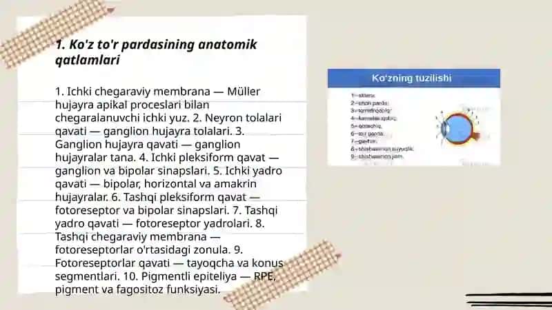 Ko'z to'r pardasi, oliy markazi va nervlari joylashuvi 3