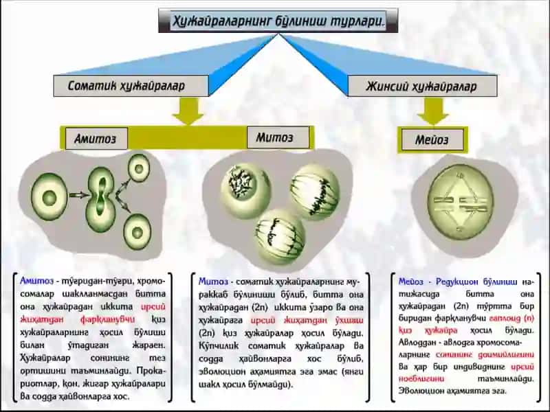 Mitoz sikli deb hujayraning bo‘linishga tayyorgarlik davri hamda mitozbosqichlarini davom etishiga aytiladi 3