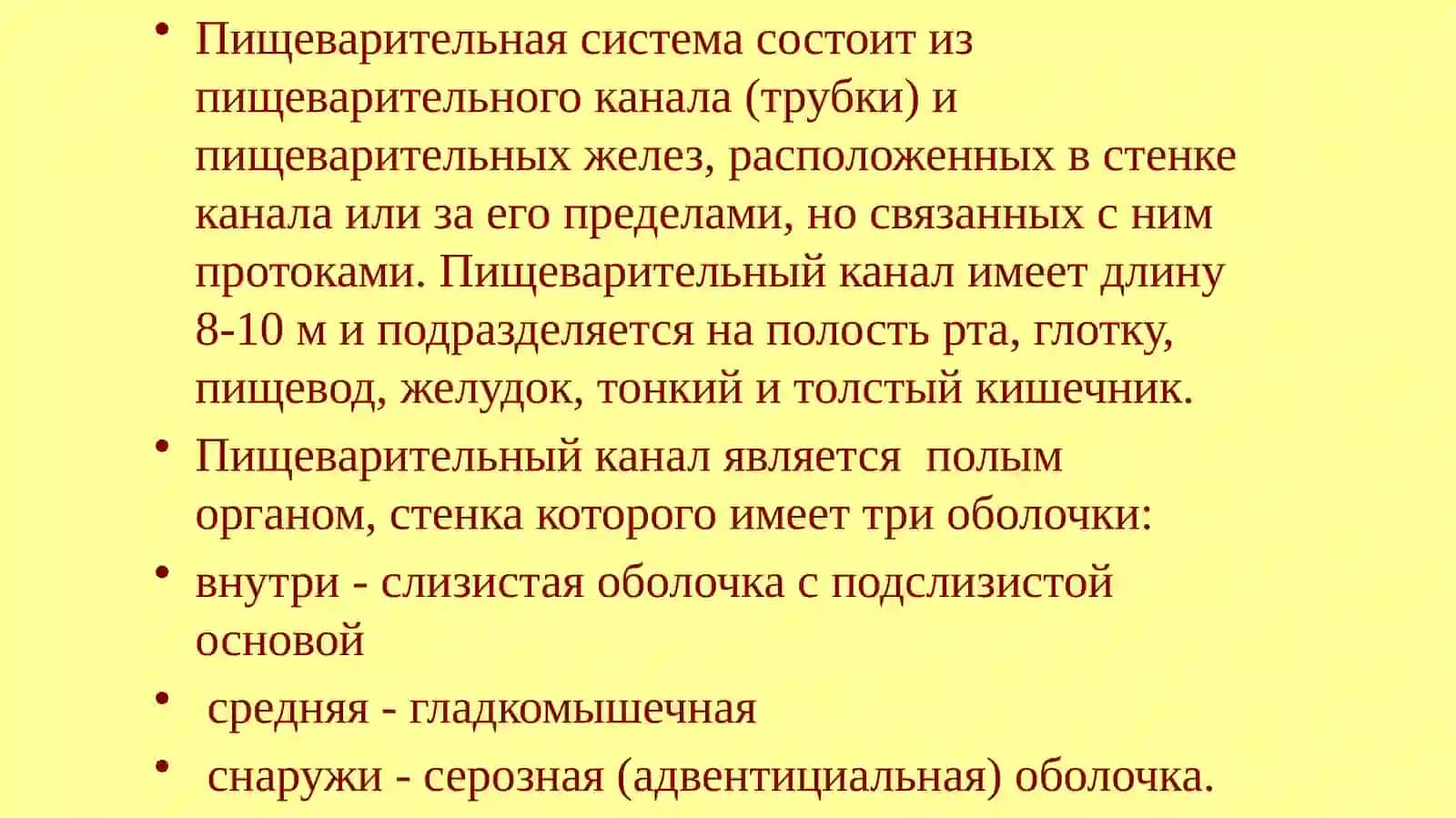 Анатомия и физиология пищеварительной системы 3