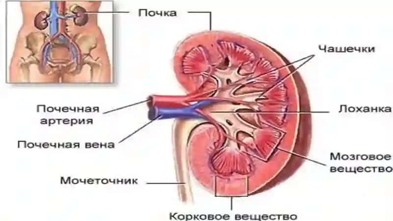 BOLALARDA SIYDIK AYIRISH SISTEMASI ANATOMO FIZIOLOGIK XUSUSIYATI 3