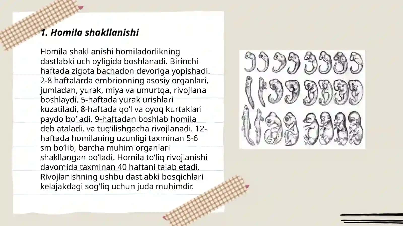 Ontogenez. Embrional rivojlanish davri 3