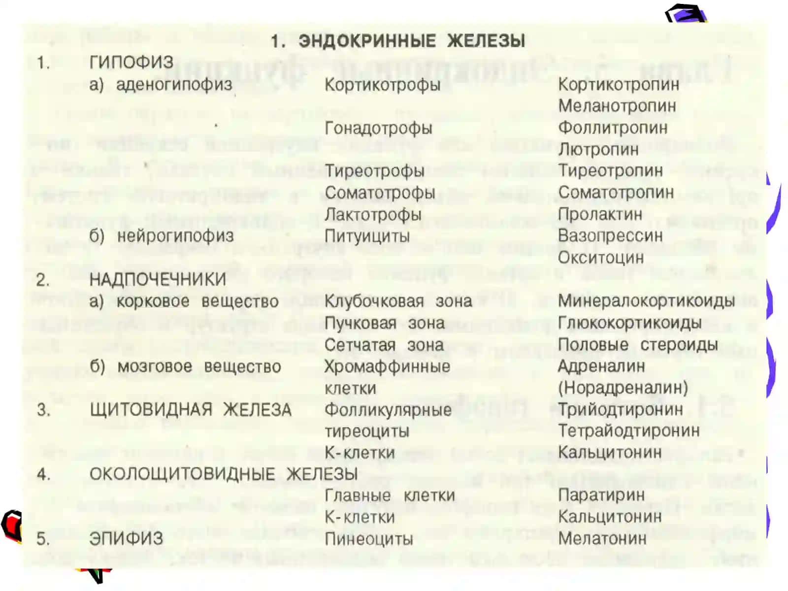 Ички секреция безларининг хусусий физиологияси 3