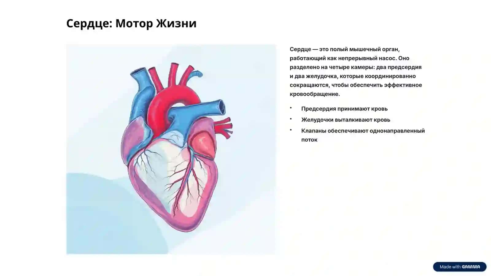 Система кровообращения человека: Архитектура Жизни 3