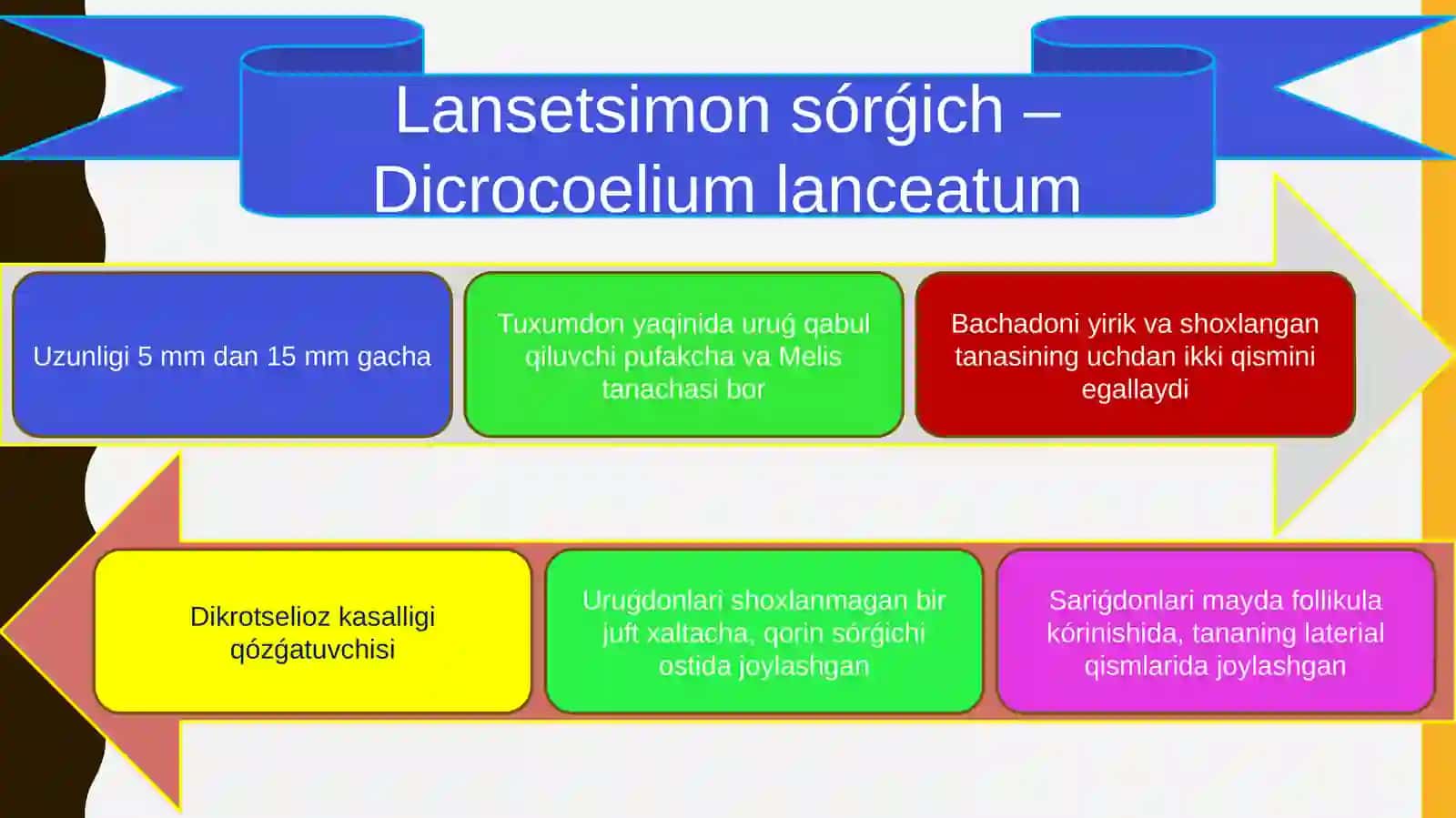 Sórǵishlilar sinfi (Trematodes) 3