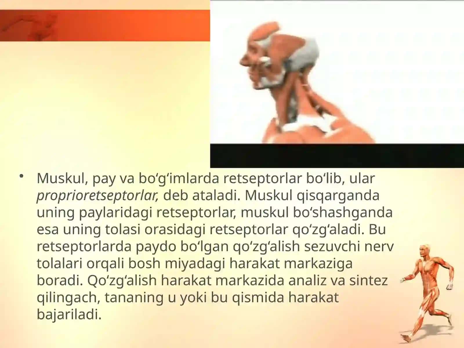 Muskul, pay va bo‘g‘imlar orqali sezish (harakat analizatori) 3