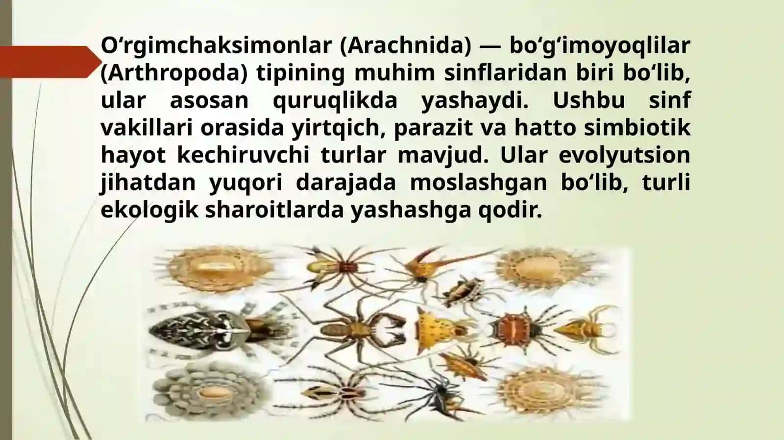 Tibbiyotda ahamiyatga ega bo'lgan o'rgimchaksimonlar, qishloq, tayga, qichima va it kanalari 3