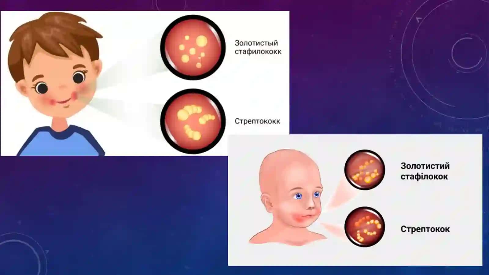 Teri anatomiyasi va gistologiyasi 3