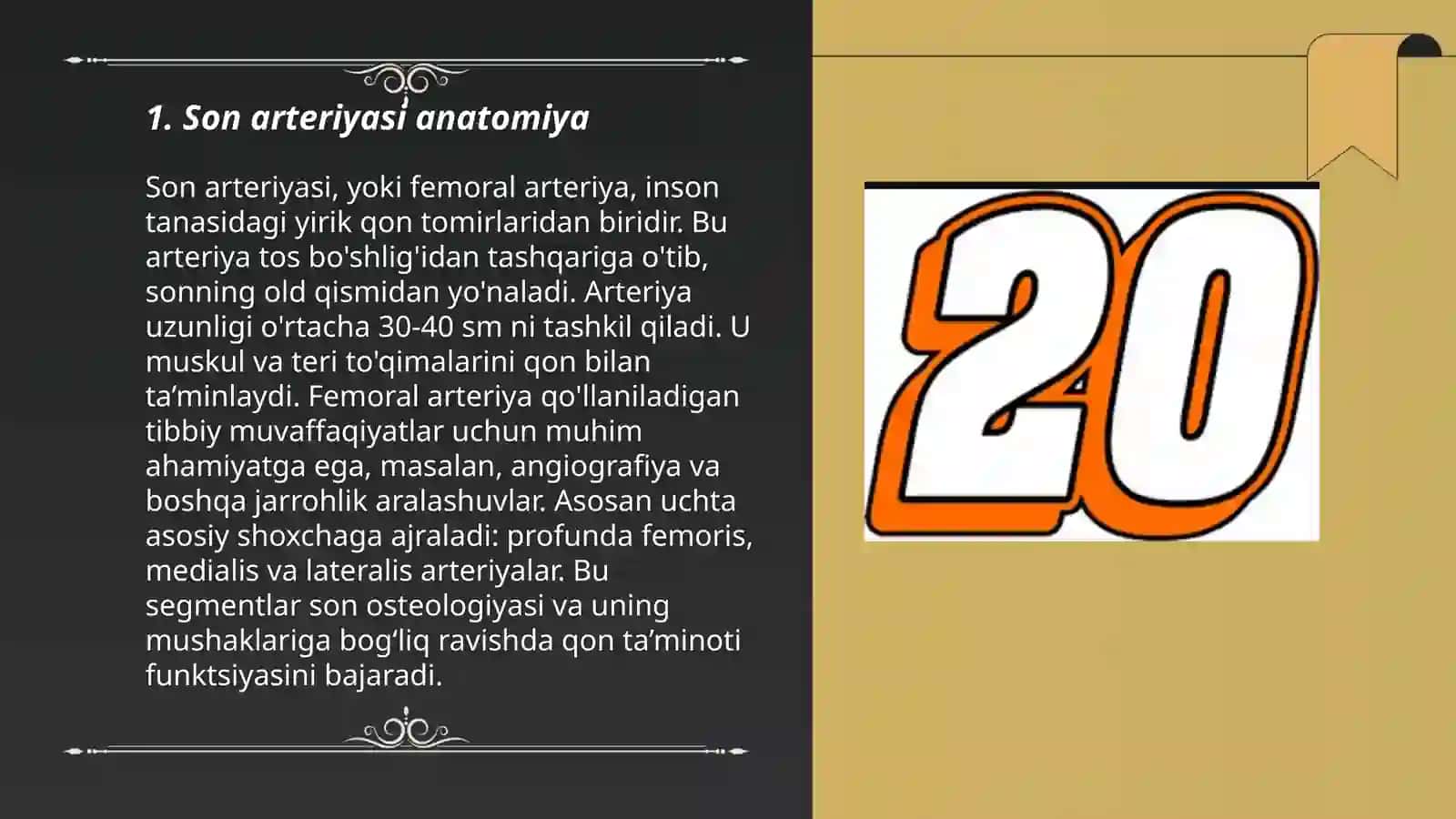 Son arteriyasi anatomiya 3