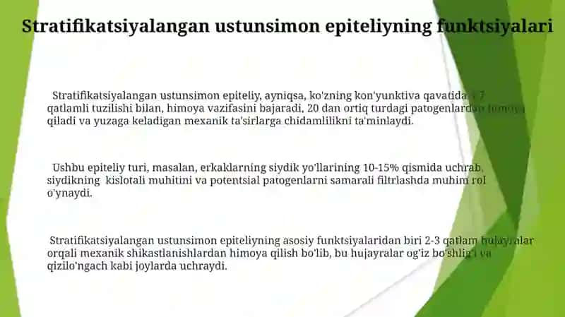 Qatlamli Ustunsimon Epiteliy 3