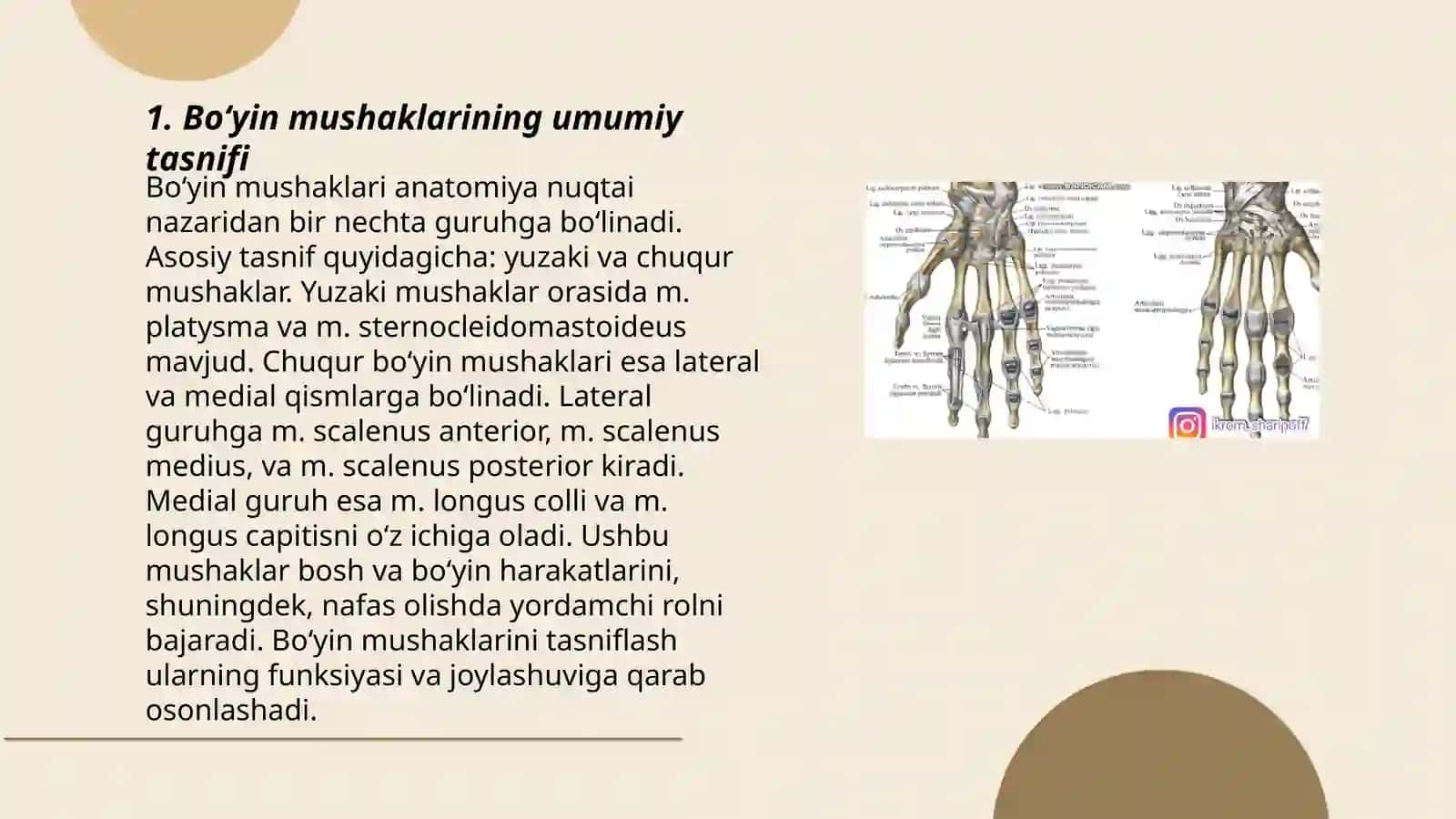 Boʻyin mushaklari: tasnifi, topografik va funksional anatomiyasi 3
