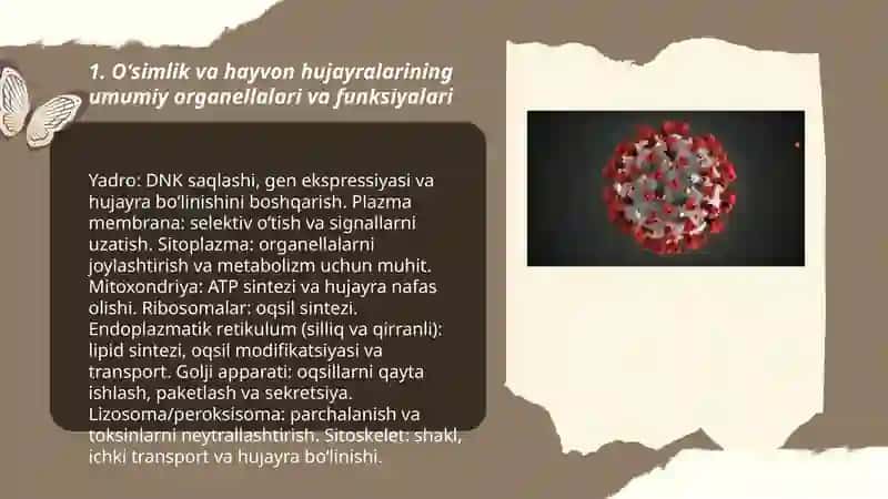 Oʼsimlik va hayvon hujayralarining oʻxshashligi va farqi prakariot va eukariotlarning tuzilishi hujayra shakliga ega boʻlmagan tuzilmalar 3