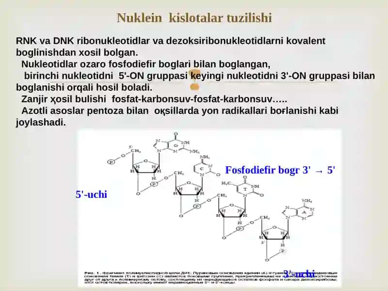 nuklein kislotalar biosintezi 3