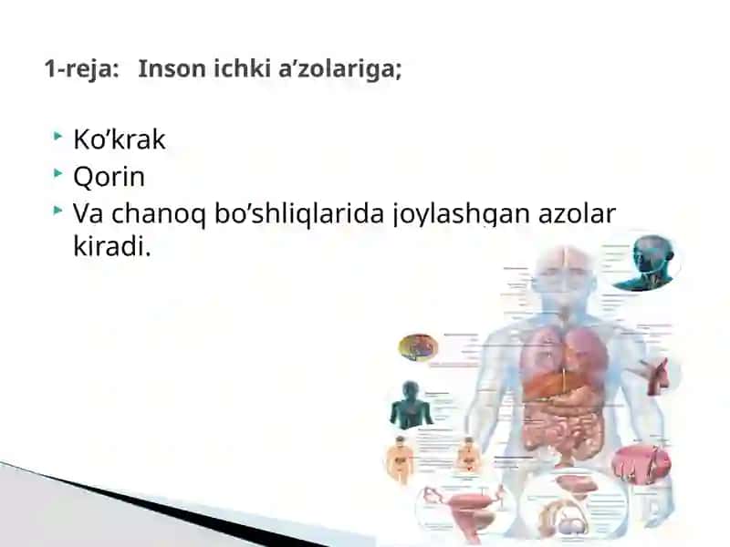 Ko’krak, Qorin va Vachanoqbo’shliqlar ichki a’zo 3