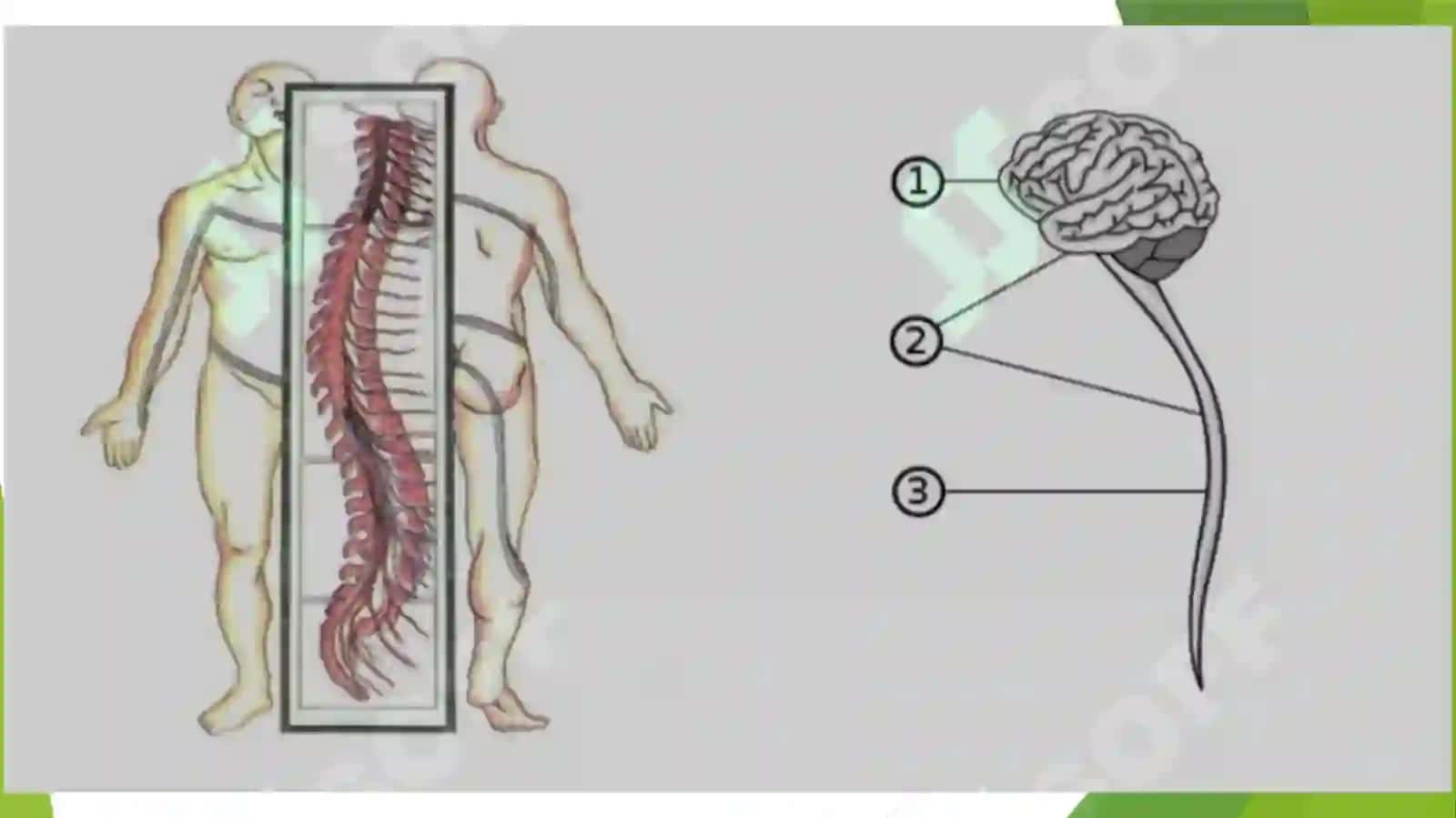 Bolalarda orqa miya anatomk-fiziologik xususiyatlari. Orqa miya suyuqligining bola yoshiga mos tarkibi 3