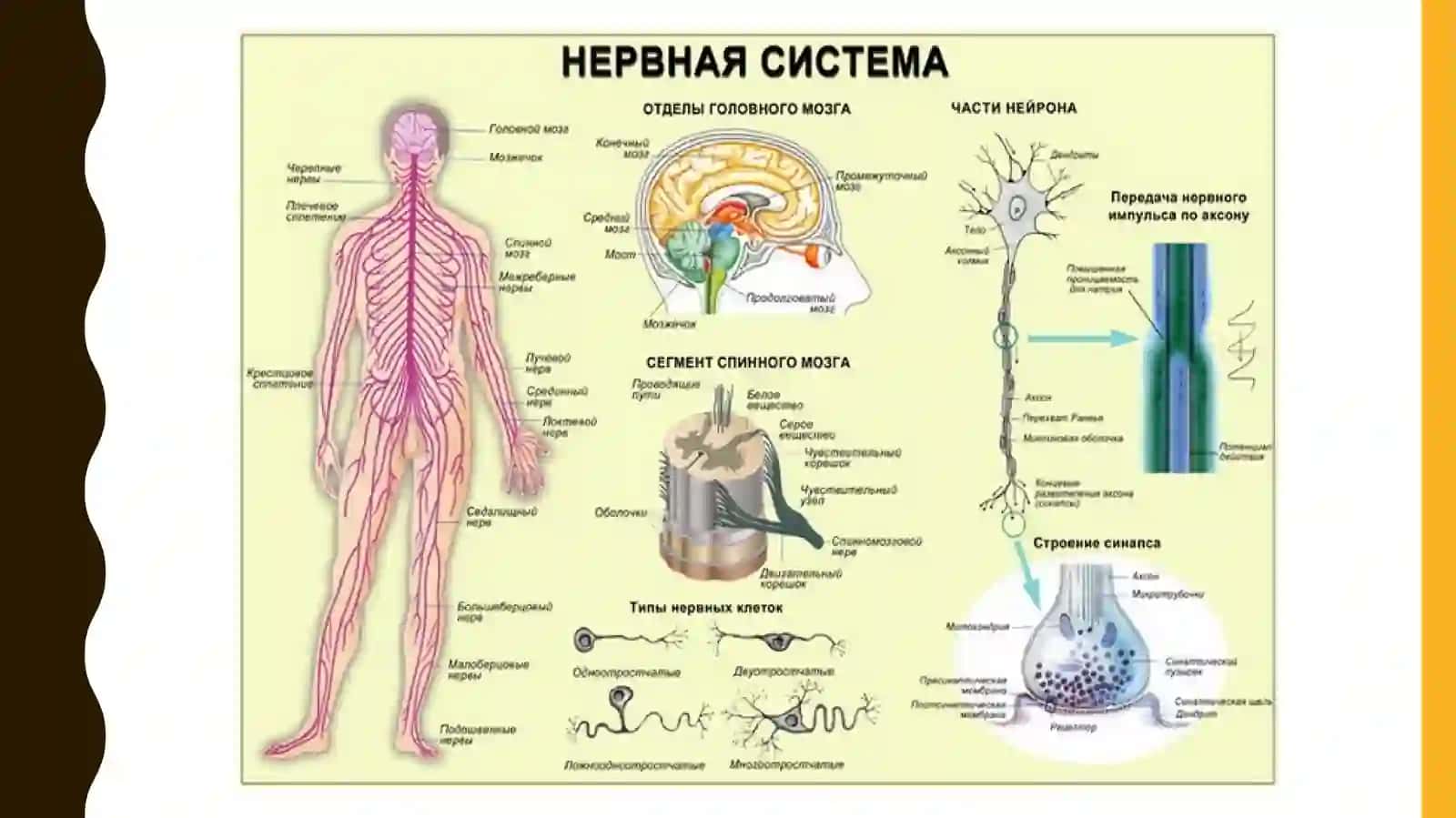 Высшая нервная деятельность и ее возрастные особенности 3