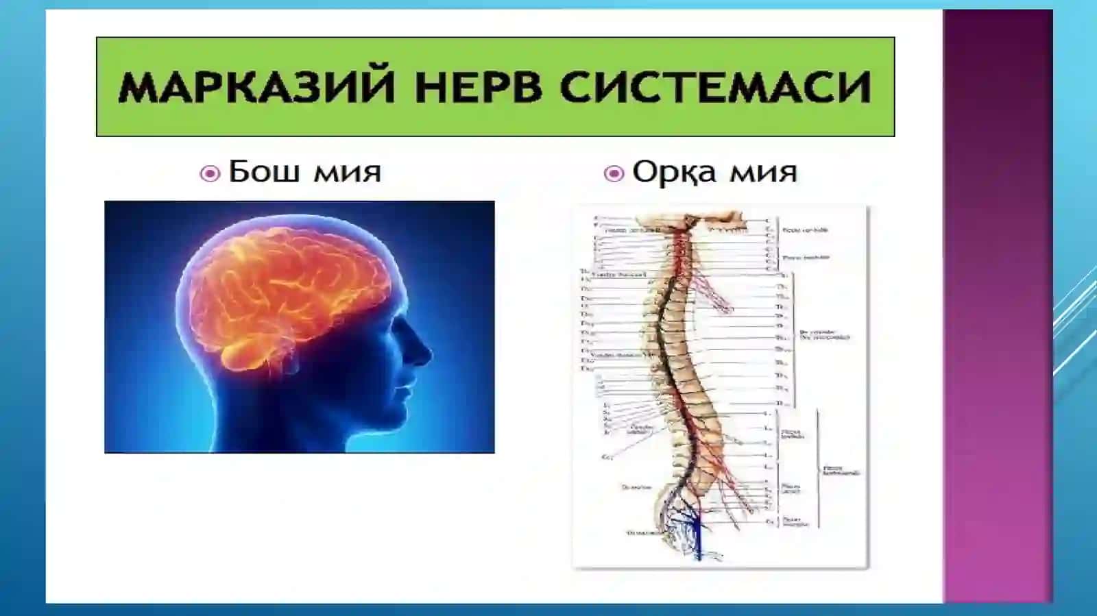 Харакат ва сезги бузилишлари 3