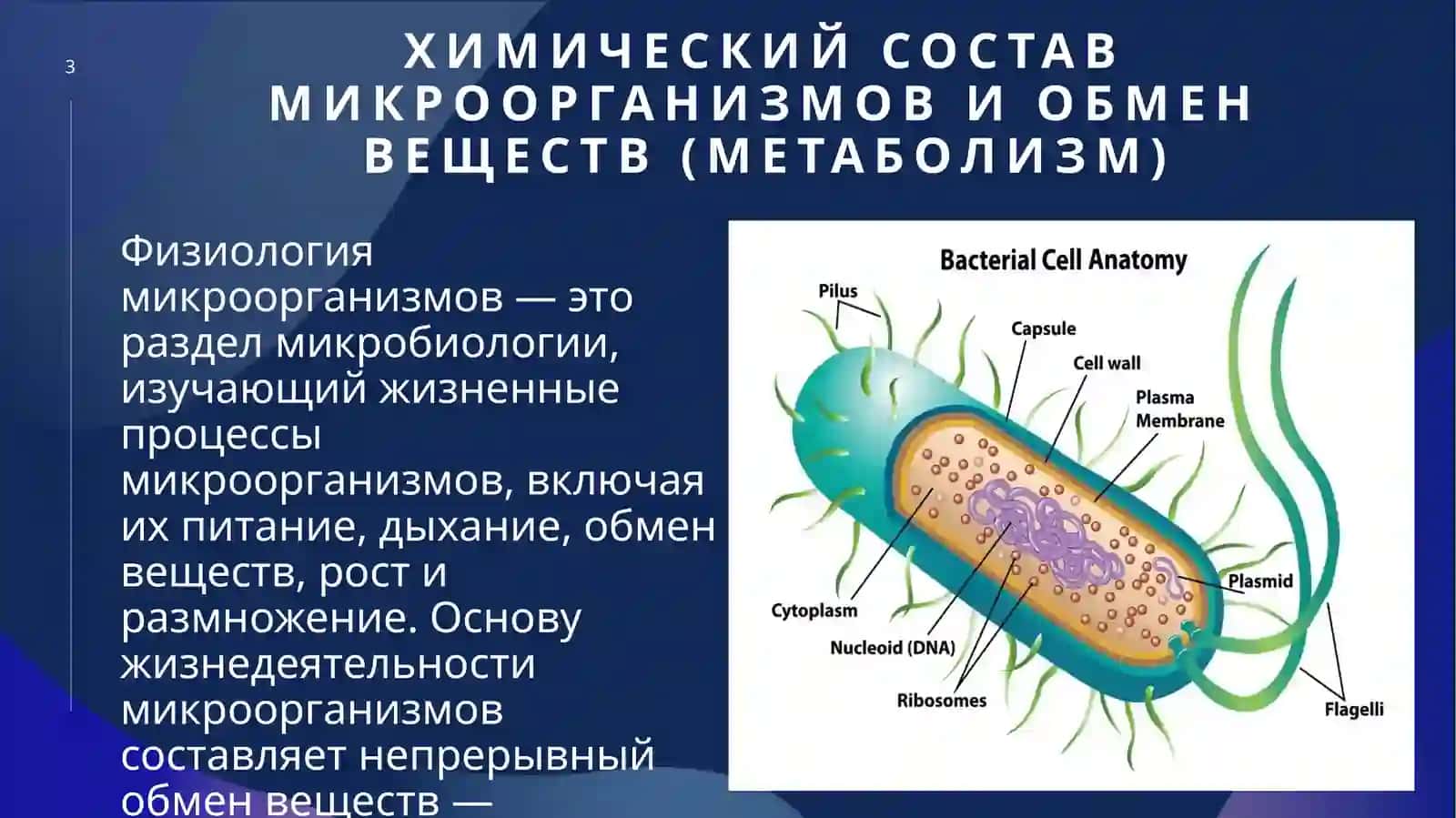 Физиология микроорганизмов 3