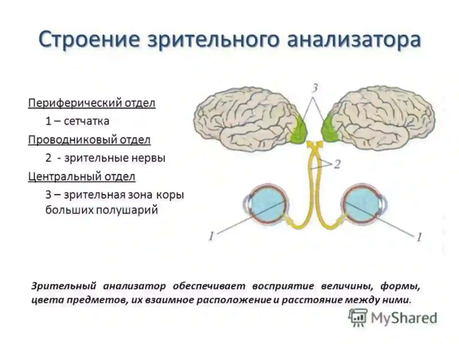 Ko'rish analizatori anatomiyasi va patologiyasi 3