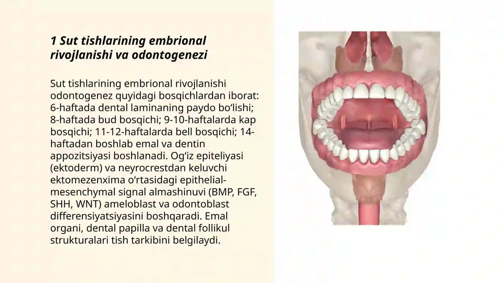 Sut tishlarining embrional rivojlanishi va odontogenezi 3