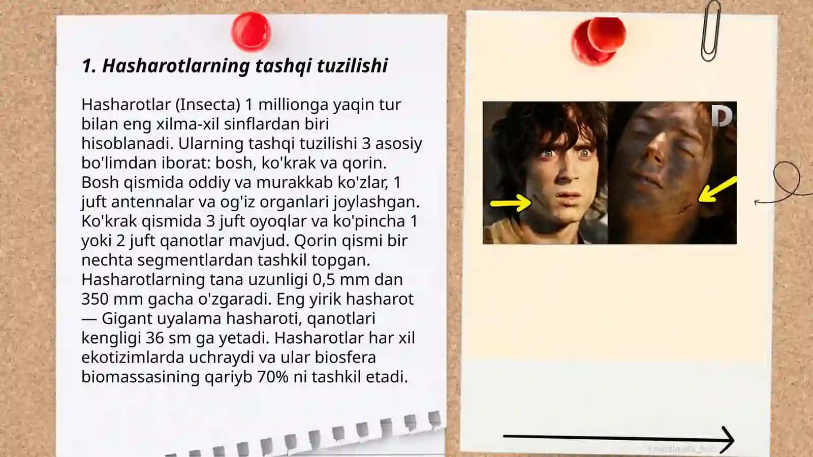 Hasharotlar morfologiyasi 3