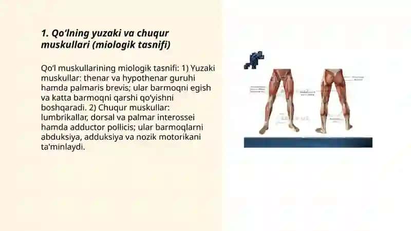 Miologiya.Qo’l va oyoq muskullari 3