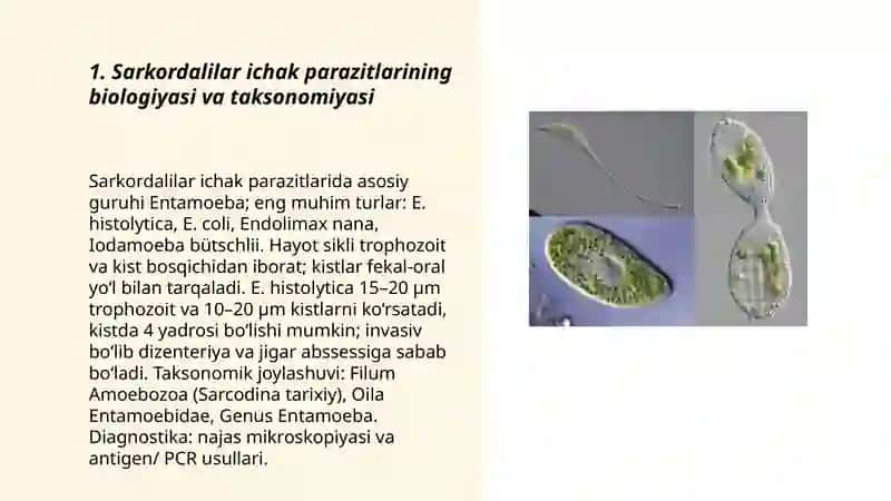 Sarkordalilar va infuzoriyalar ichak paraziti 3