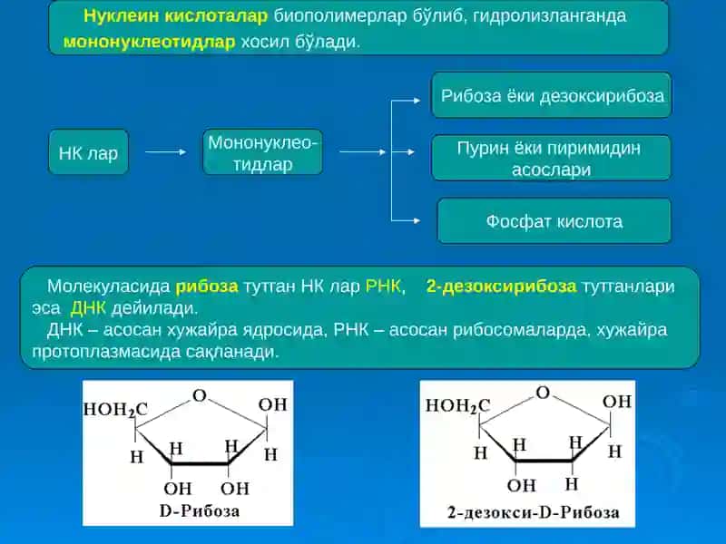 Нуклеин кислоталар тузилиши ва аҳамияти 3
