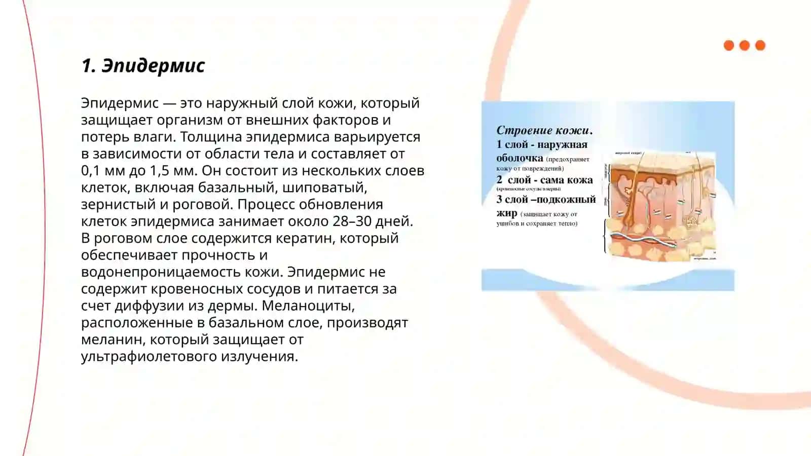 Строение и состав кожи 3